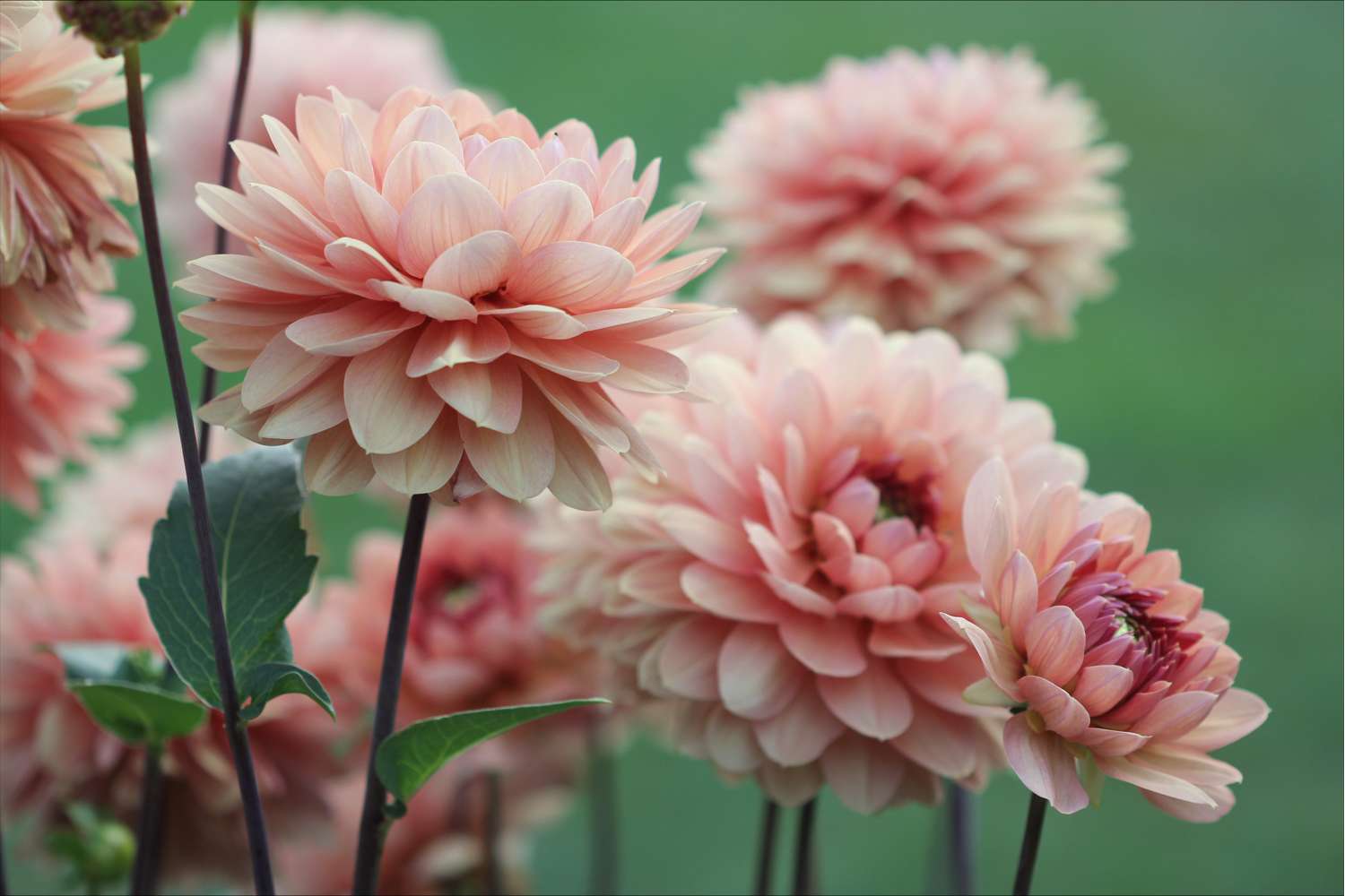 Dahlia 'Château de la Bourdaisière'